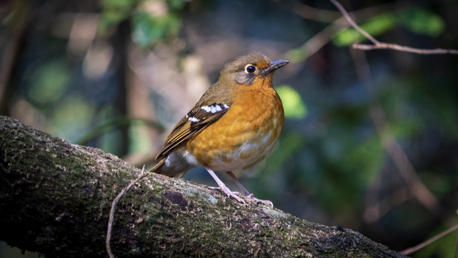 image Orange Ground-Thrush